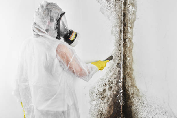 Best Crawl Space Mold Removal  in Schlusser, PA