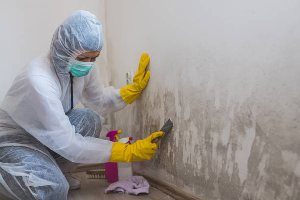 Best Black Mold Removal  in Schlusser, PA
