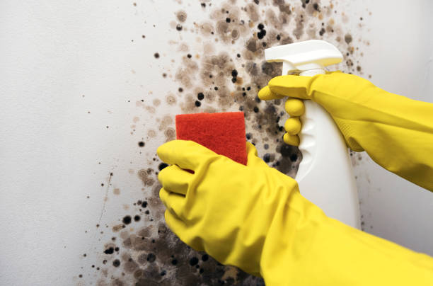 Best Mold Remediation Services  in Schlusser, PA