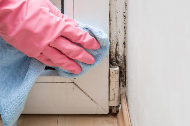 Best Toxic Mold Removal  in Schlusser, PA