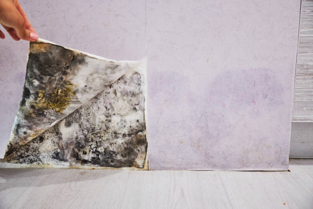 Best Mold Testing and Removal  in Schlusser, PA